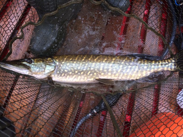 NwivdVLLTqWGe4sBtjcfAQ_thumb_9b0